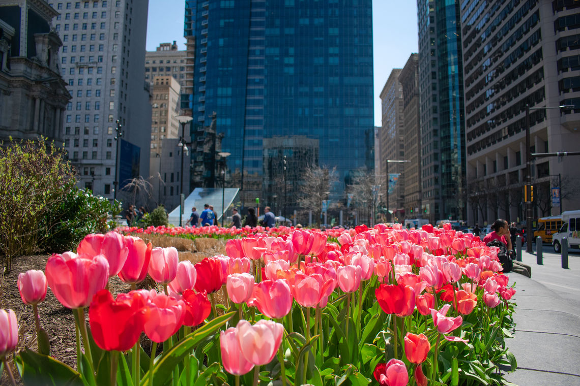 CCD Parks | Dilworth Park