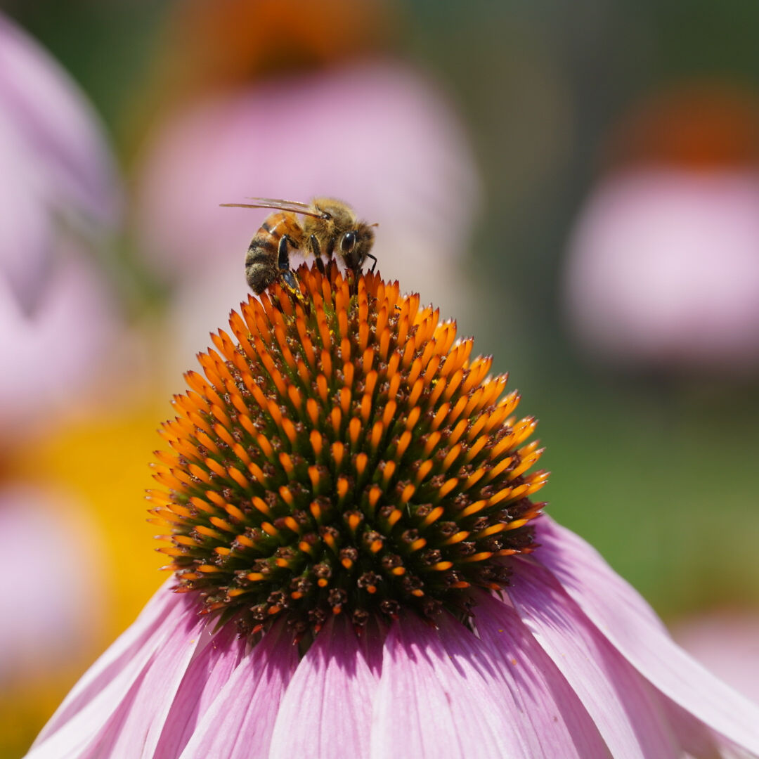 Honeybees are Predictors of a City's Health, New Research Finds