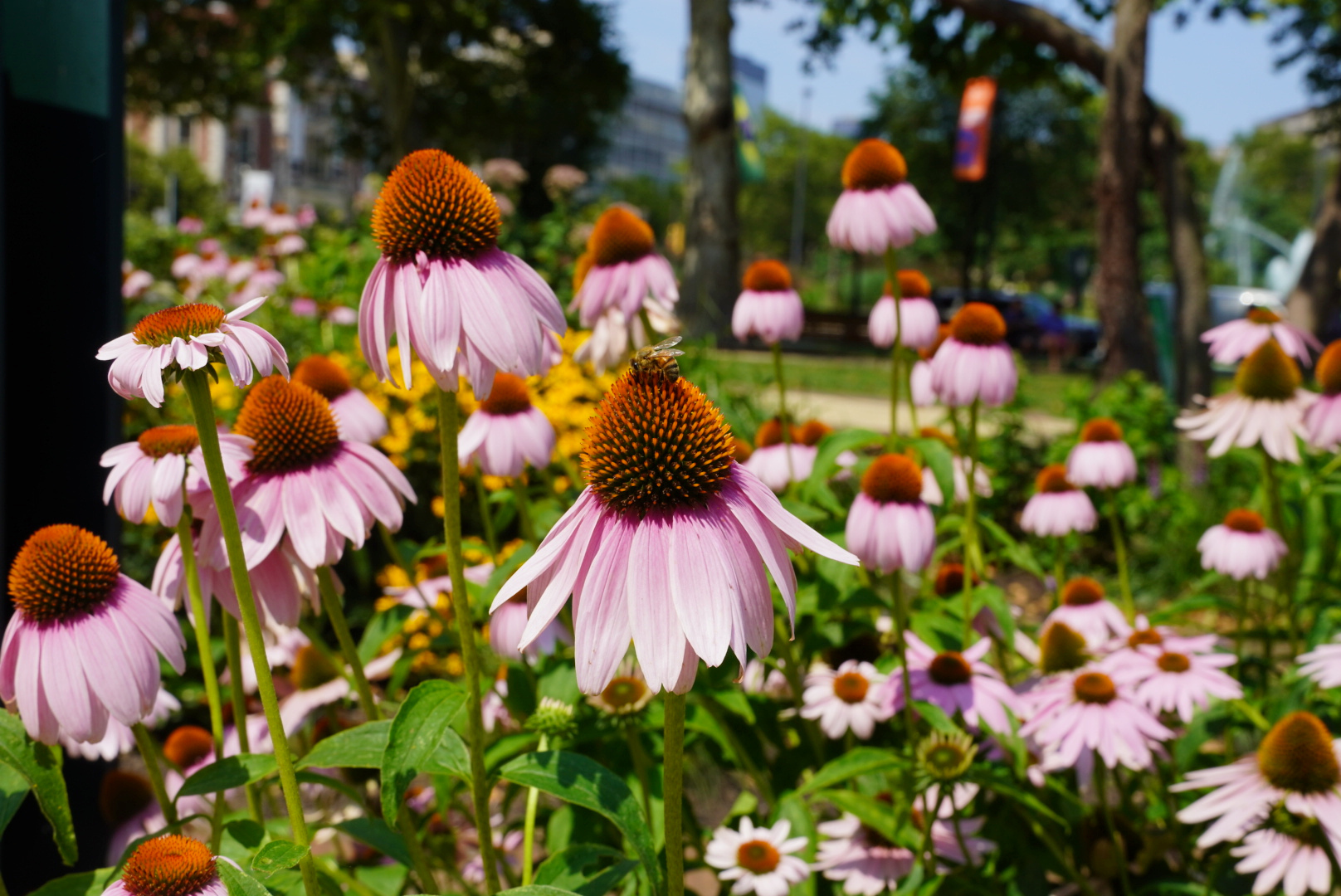 Plant Center City