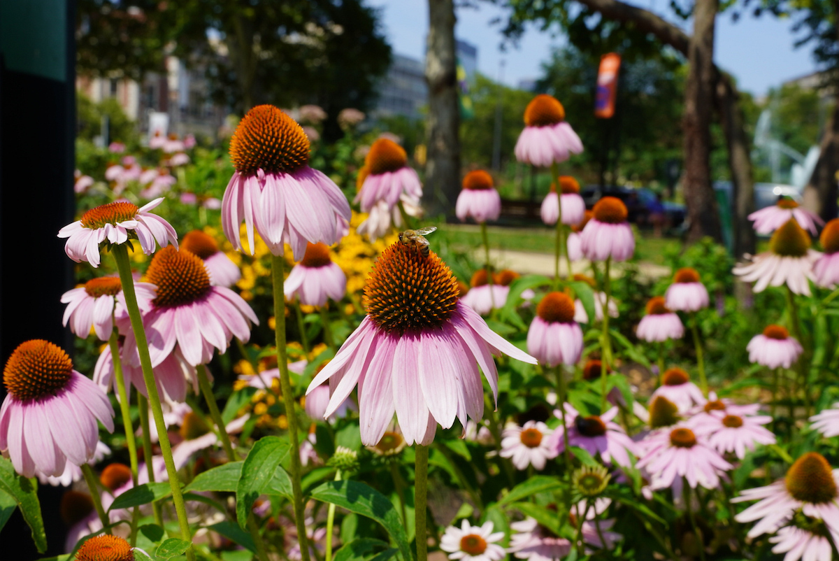 Flowers with a bee in the Sister Cities pollinator garden